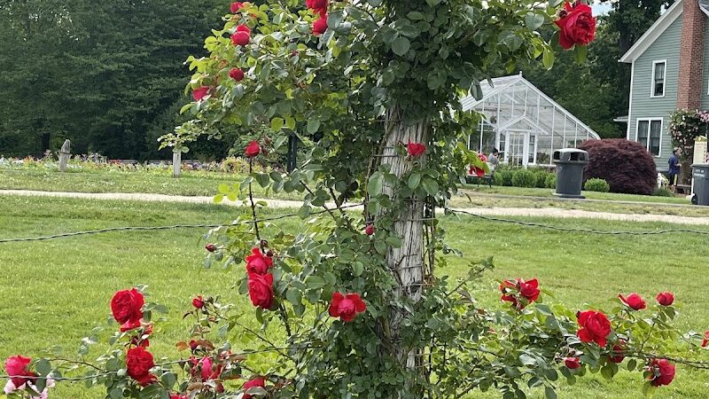 Elizabeth Park Rose Garden - Hartford, CT