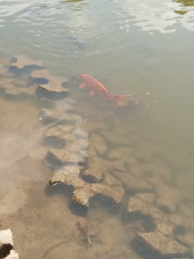 Elizabeth Park Sunrise Overlook - Hartford, CT