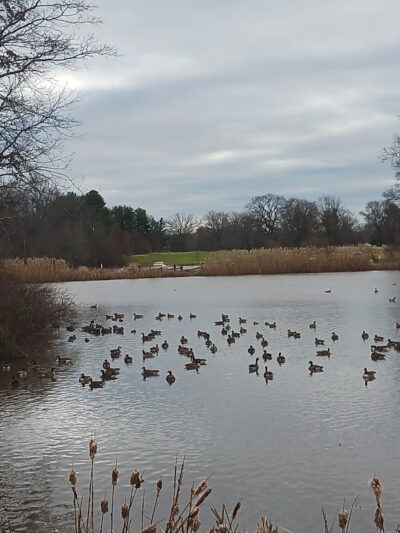 Goodwin Park Pond - Hartford, CT