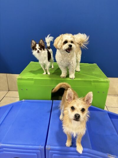 Hounds Town Hartford - Hartford, CT