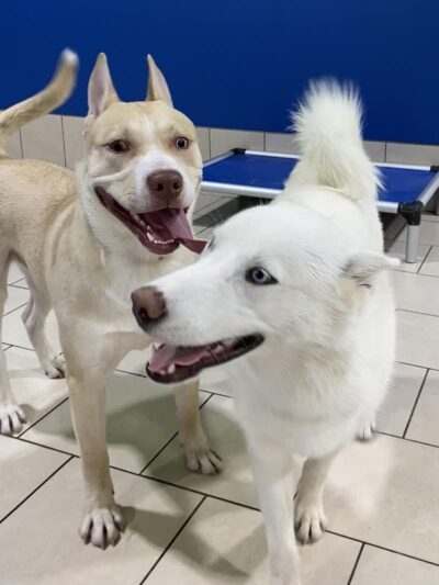 Hounds Town Hartford - Hartford, CT