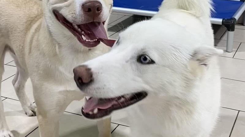 Hounds Town Hartford - Hartford, CT