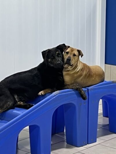 Hounds Town Hartford - Hartford, CT