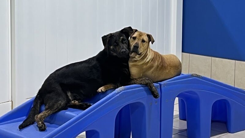 Hounds Town Hartford - Hartford, CT