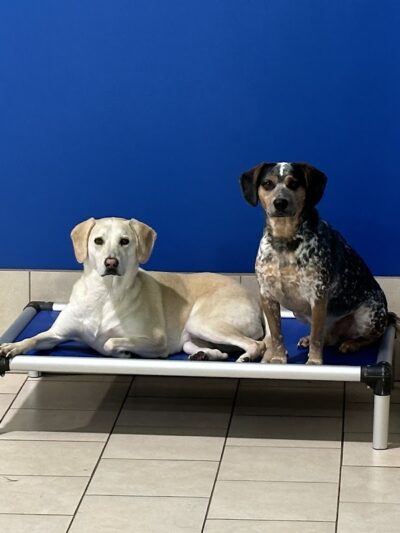 Hounds Town Hartford - Hartford, CT