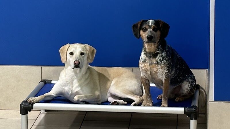 Hounds Town Hartford - Hartford, CT