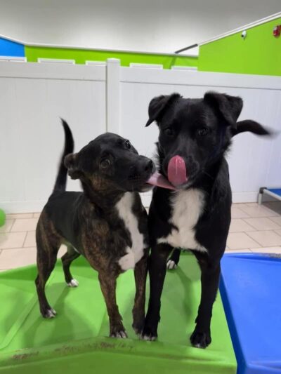 Hounds Town Hartford - Hartford, CT