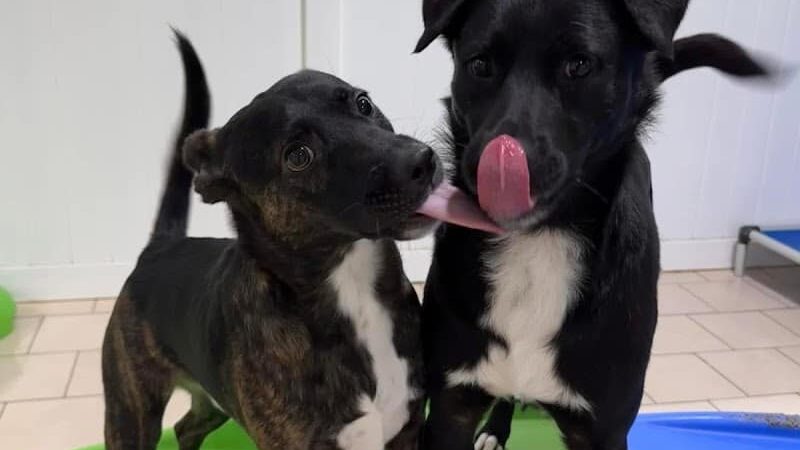 Hounds Town Hartford - Hartford, CT