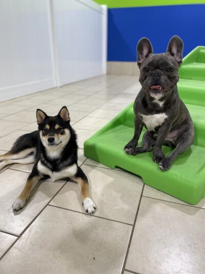 Hounds Town Hartford - Hartford, CT