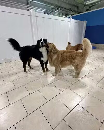 Hounds Town Hartford - Hartford, CT