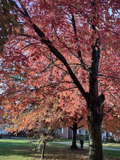 West Hartford Parks - Hartford, CT