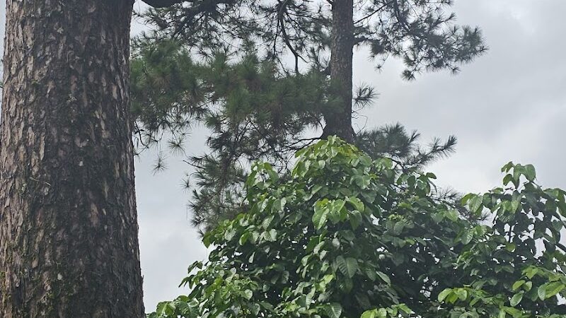 West Hartford Parks - Hartford, CT