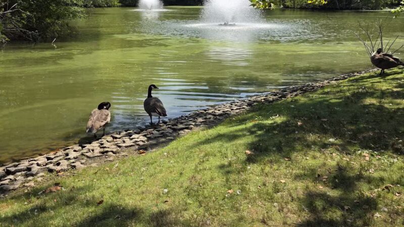 Elizabeth Park Rose Garden - Hartford, CT