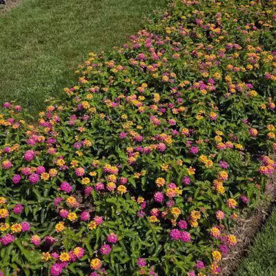 Elizabeth Park Rose Garden - Hartford, CT