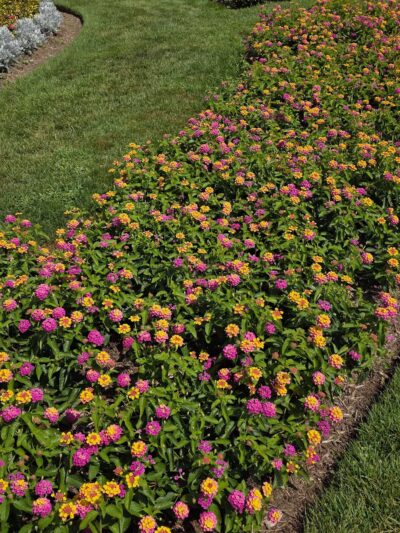 Elizabeth Park Rose Garden - Hartford, CT