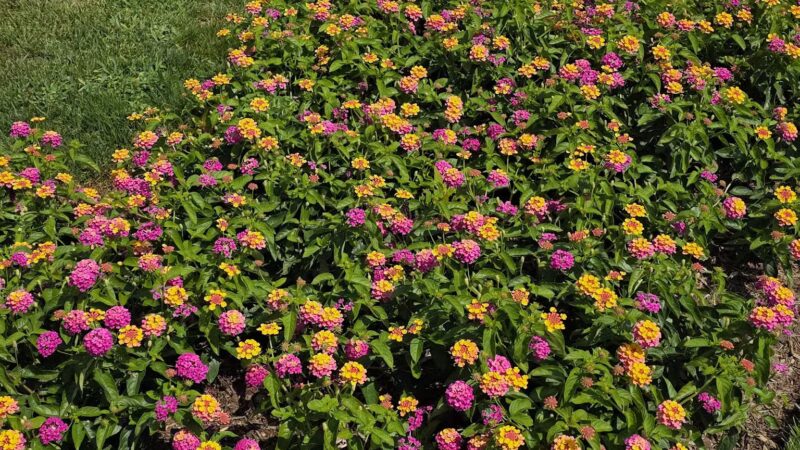 Elizabeth Park Rose Garden - Hartford, CT