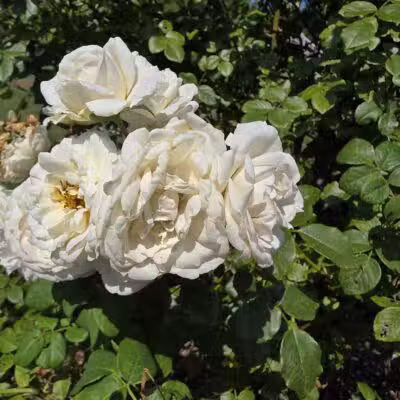 Elizabeth Park Rose Garden - Hartford, CT