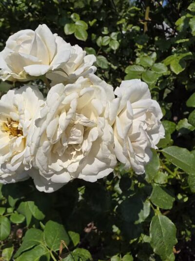 Elizabeth Park Rose Garden - Hartford, CT