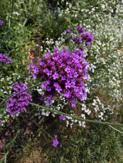 Elizabeth Park Rose Garden - Hartford, CT