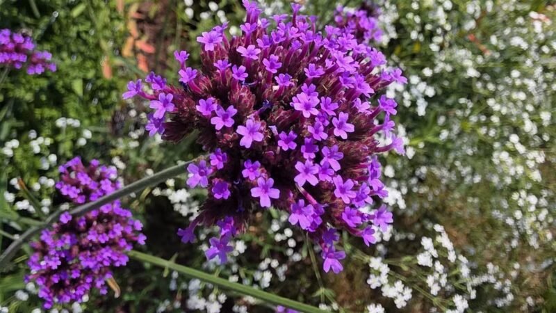 Elizabeth Park Rose Garden - Hartford, CT