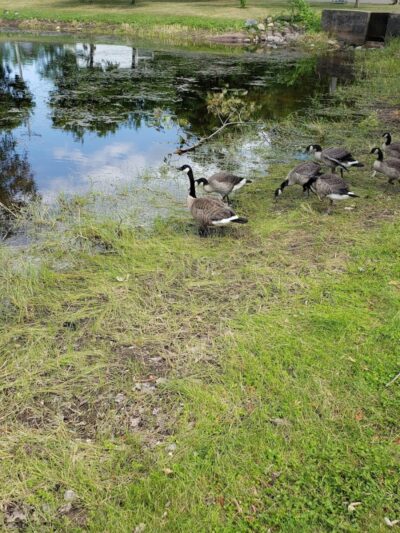 Shues Pond Park - Hayward, WI