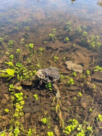 Shues Pond Park - Hayward, WI