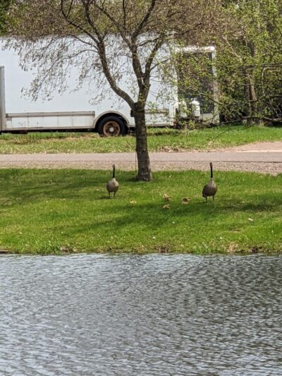 Shues Pond Park - Hayward, WI