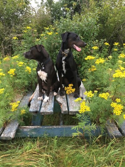 Smith Creek Dog Park - Hayward, WI