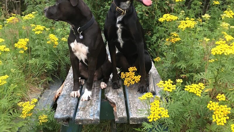 Smith Creek Dog Park - Hayward, WI