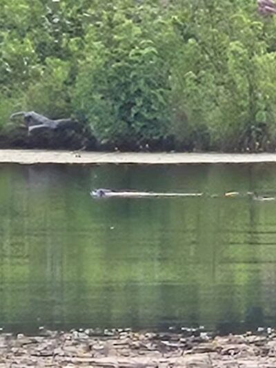 Gay City State Park - Hebron, CT