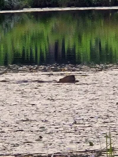 Gay City State Park - Hebron, CT
