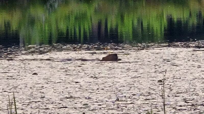 Gay City State Park - Hebron, CT