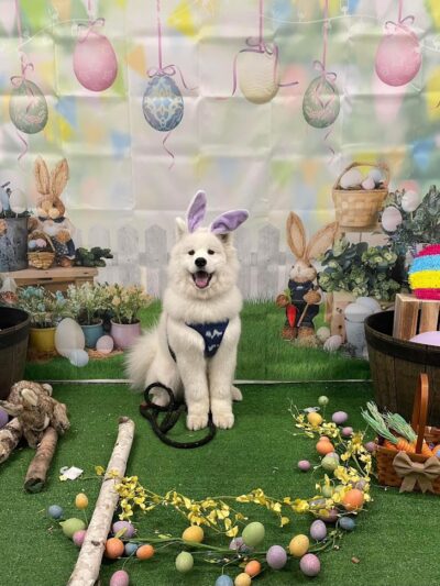 Stoney Run Canine Camp and Academy - Hebron, IN