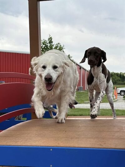 Stoney Run Canine Camp and Academy - Hebron, IN