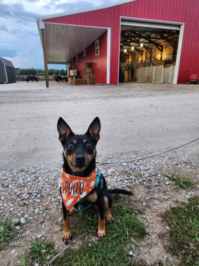 Stoney Run Canine Camp and Academy - Hebron, IN