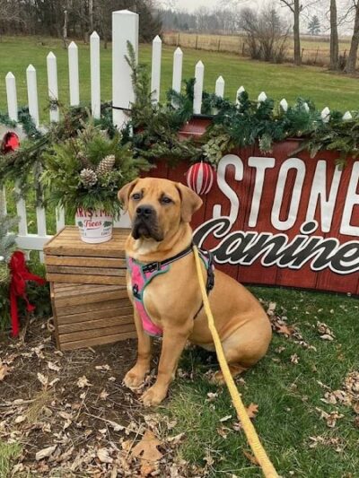 Stoney Run Canine Camp and Academy - Hebron, IN