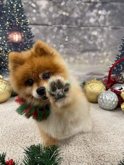 Stoney Run Canine Camp and Academy - Hebron, IN