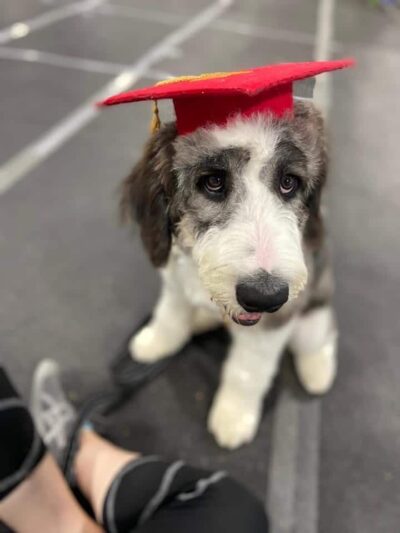 Stoney Run Canine Camp and Academy - Hebron, IN