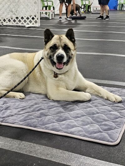 Stoney Run Canine Camp and Academy - Hebron, IN