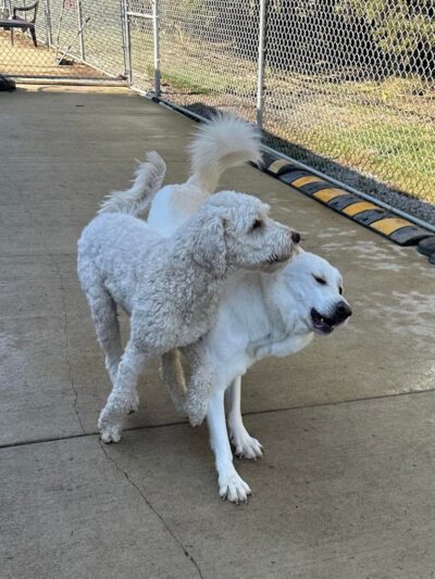 Stoney Run Canine Camp and Academy - Hebron, IN