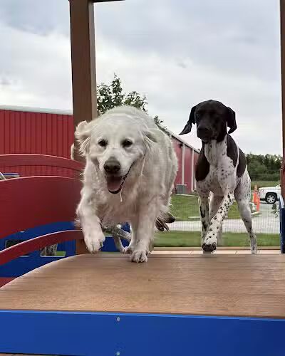 Stoney Run Canine Camp and Academy - Hebron, IN