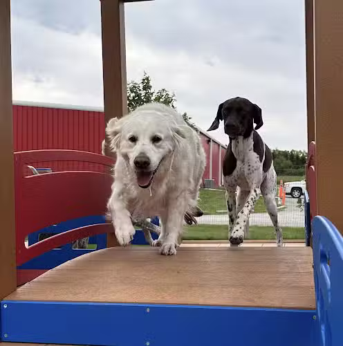 Stoney Run Canine Camp and Academy - Hebron, IN