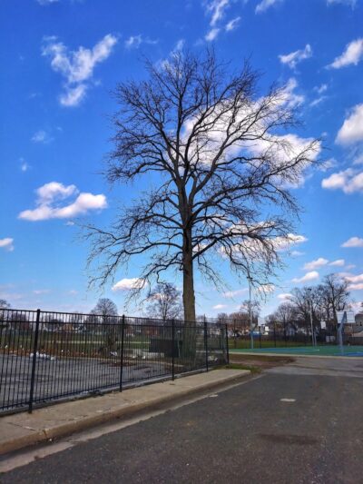 Brierley Park - Hempstead, NY