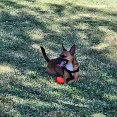 Bark Park at Heritage Park - Henderson, NV