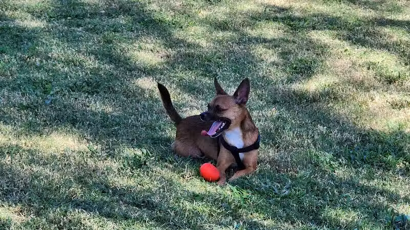 Bark Park at Heritage Park - Henderson, NV
