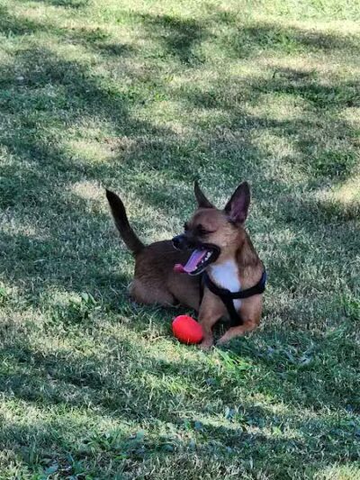 Bark Park at Heritage Park - Henderson, NV