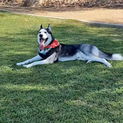 Bark Park at Heritage Park - Henderson, NV