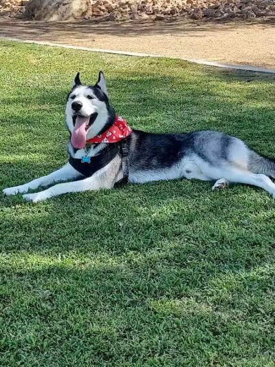 Bark Park at Heritage Park - Henderson, NV