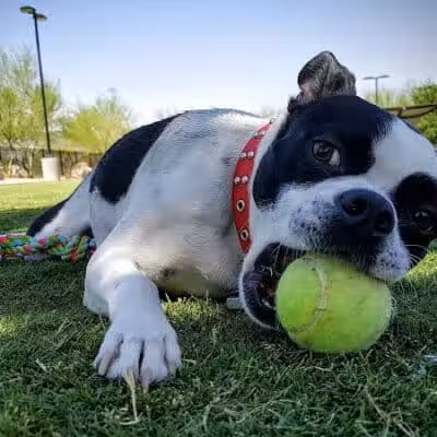 Bark Park at Heritage Park - Henderson, NV