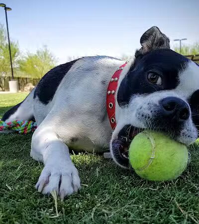 Bark Park at Heritage Park - Henderson, NV